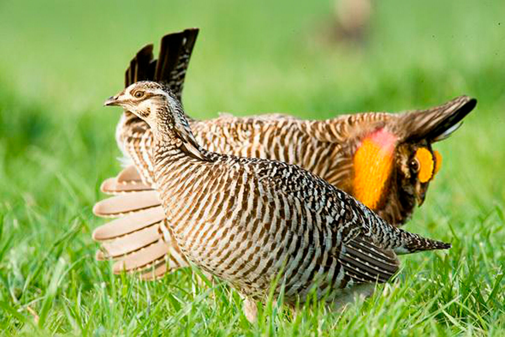 Prairie Chickens